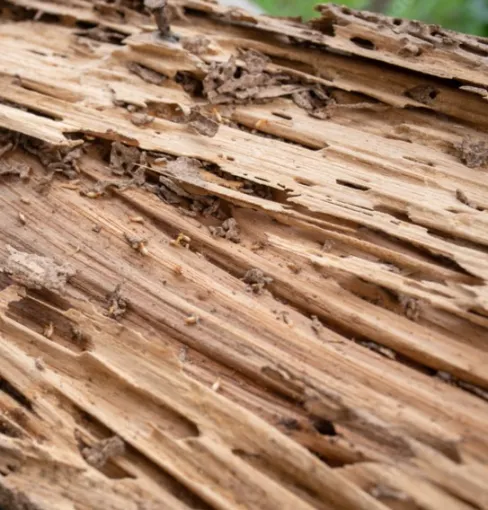 Constat dégradation du bois due aux termites