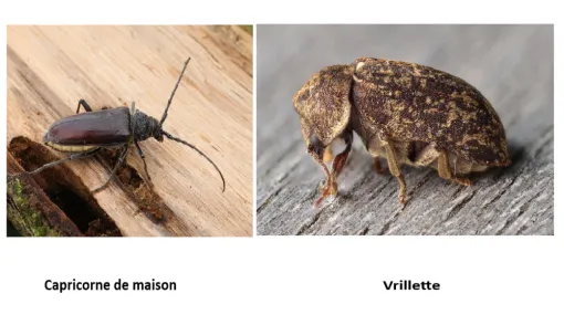 Les différentes insectes xylophages du bois dans nos habitations., Saint-Palais, Handy