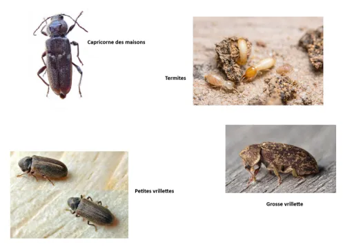 Insectes xylophages