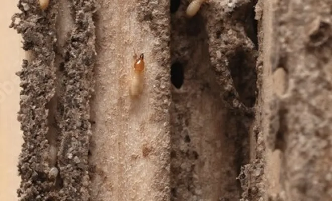 Formation de coordonnées du termite actif