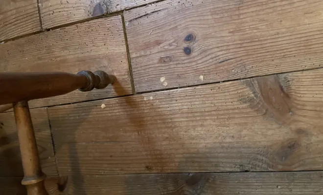 Présence de vrillettes dans un plancher