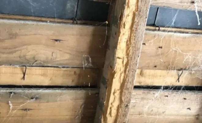 Cet insecte attaque principalement les bois résineux, comme le pin ou l’épicéa, utilisés dans les charpentes et les constructions anciennes.