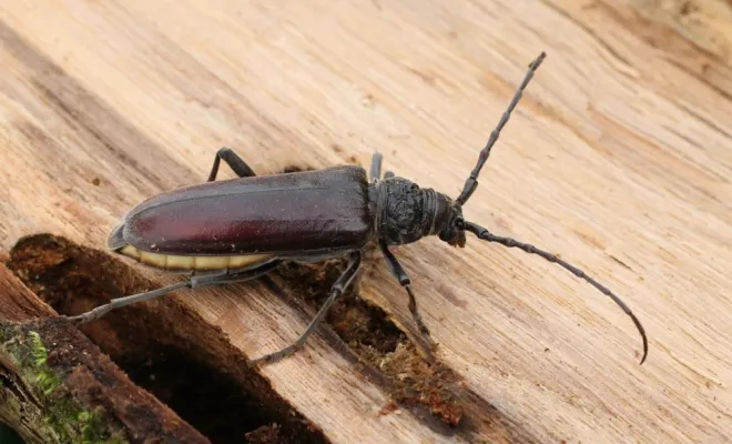Le capricorne des maisons est un autre insecte xylophage redouté. Contrairement à la vrillette, il est beaucoup plus grand, mesurant entre 1 et 3 cm à l’âge adulte