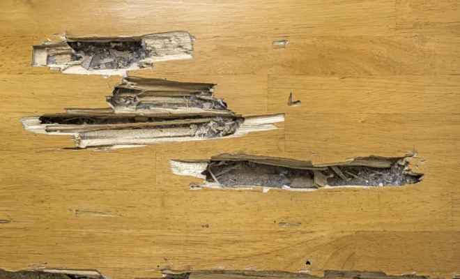 Constat dégradation du bois due aux termites