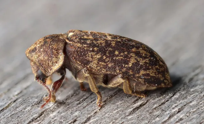 La vrillette du bois est un petit insecte xylophage particulièrement commun en Europe. Cet insecte se distingue par sa petite taille, généralement entre 2 et 5 mm. 