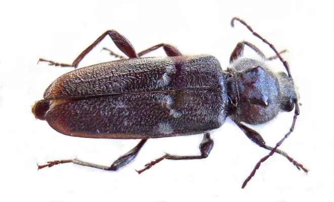 Capricorne des maisons