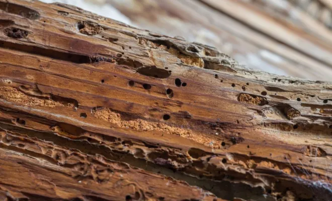Trous de capricorne des maisons