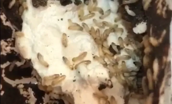 découverte de termites sous le lino
