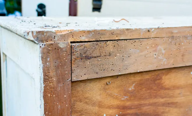 Trous de petites vrillettes