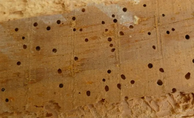 Trous de grosse vrillettes